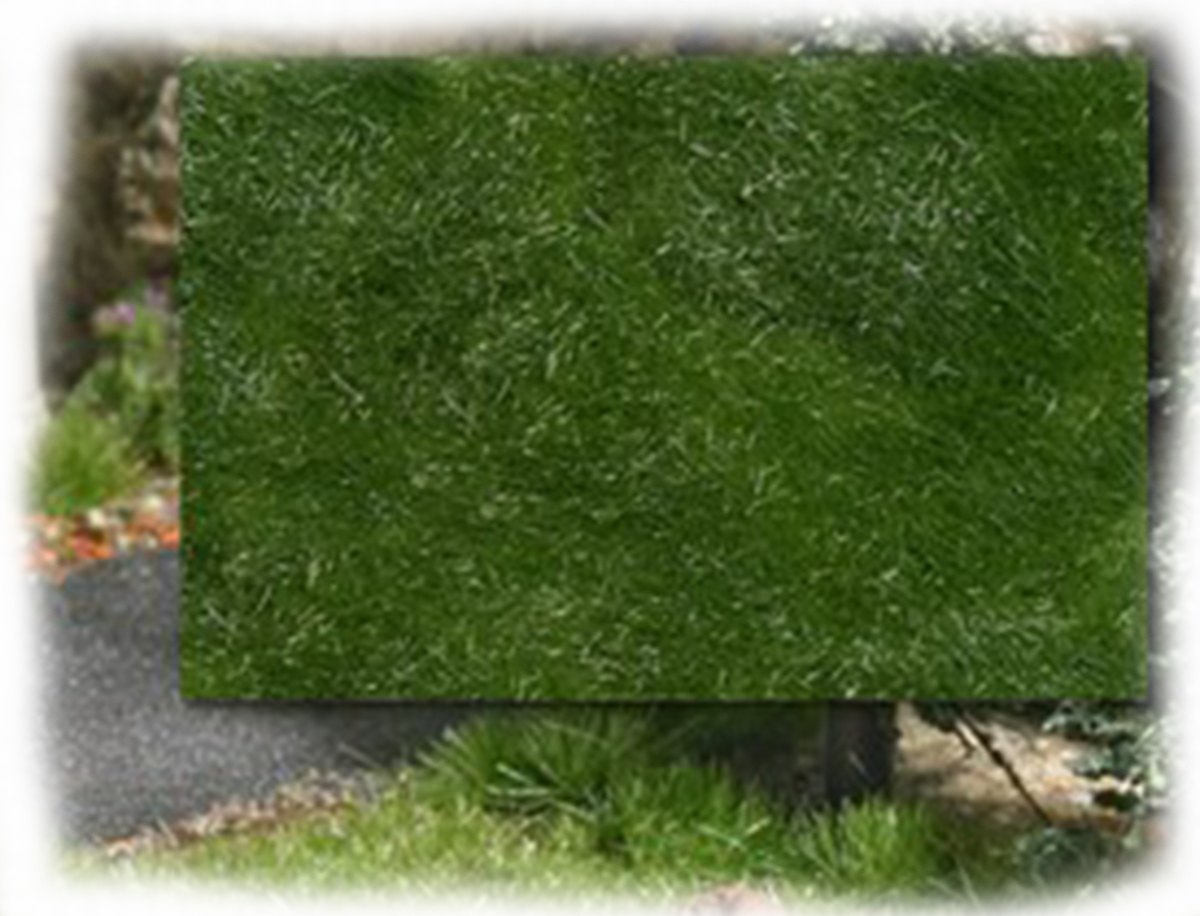 Busch 3482: Статическая трава: лето