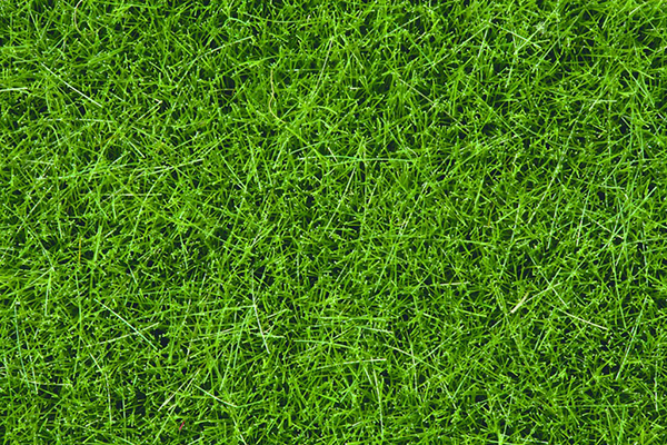 Noch 07106: Static Wild Grass, dark green, 6 mm
