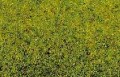 Noch 08300: Статическая трава: Весенний луг